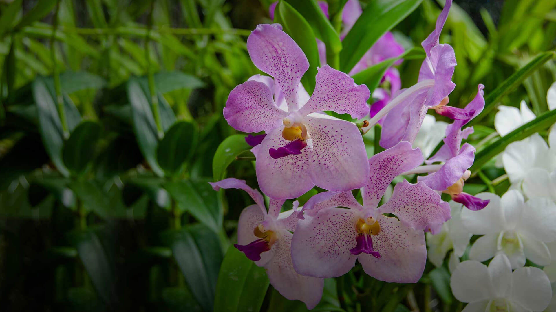 The Golden Crown Hotel - Peradeniya Royal Botanical Garden