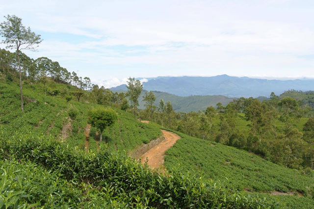 The Golden Crown - Giragama Tea Plantation