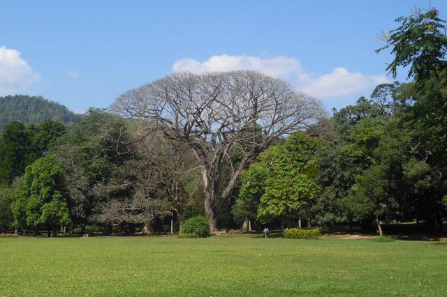 The Golden Crown Hotel - Peradeniya Botanical Garden
