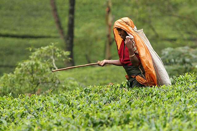 The Golden Crown - Ceylon Tea